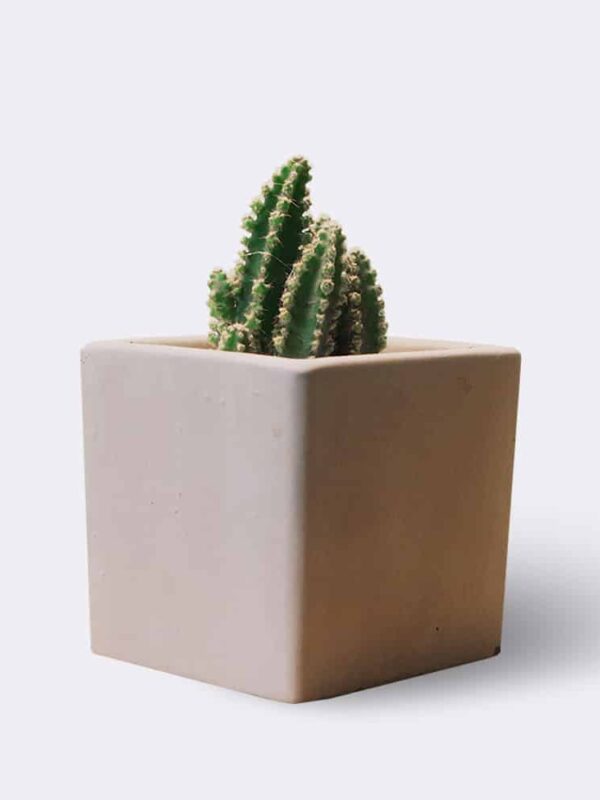 Cleistocactus