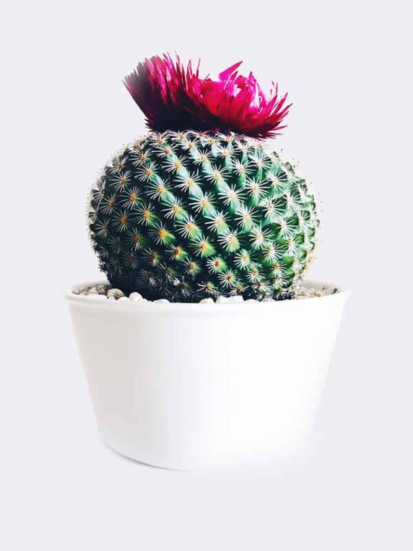 Old Lady Cactus